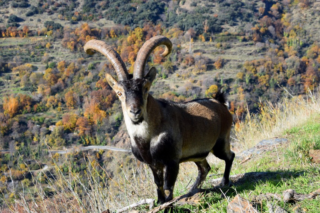 Foto: Íbice - Bubión (Granada), España