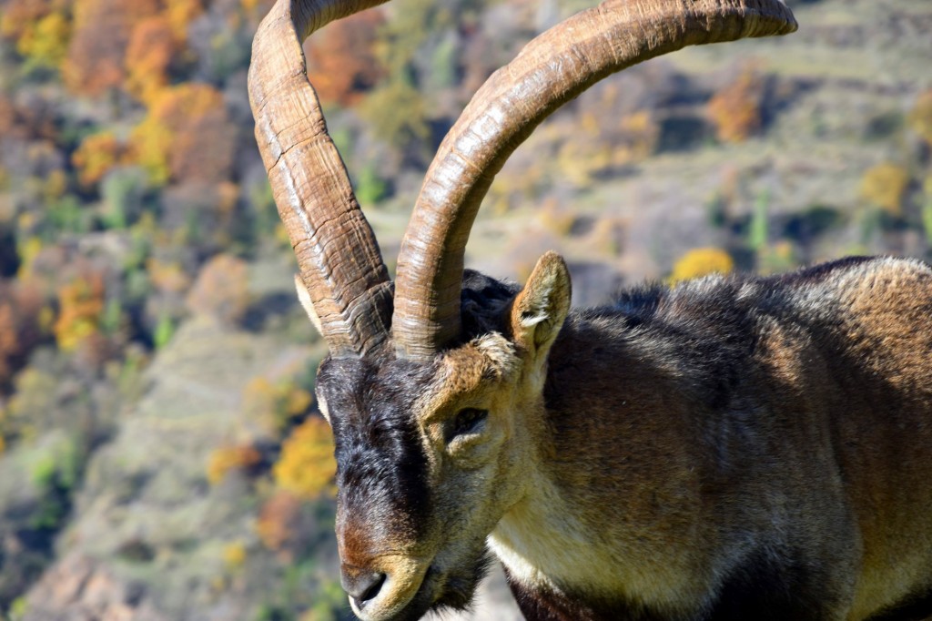 Foto: Macho de Íbice - Bubión (Granada), España