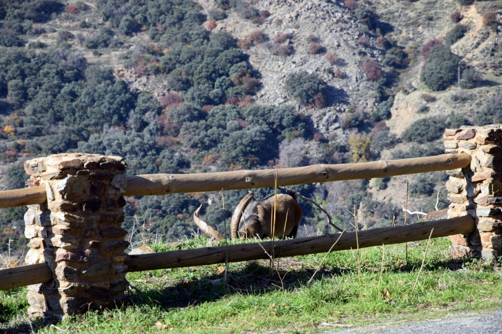 Foto: El Mirador - Bubión (Granada), España