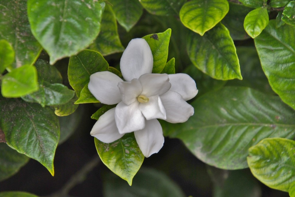 Foto: Pazo de Oca - A Estrada (Pontevedra), España
