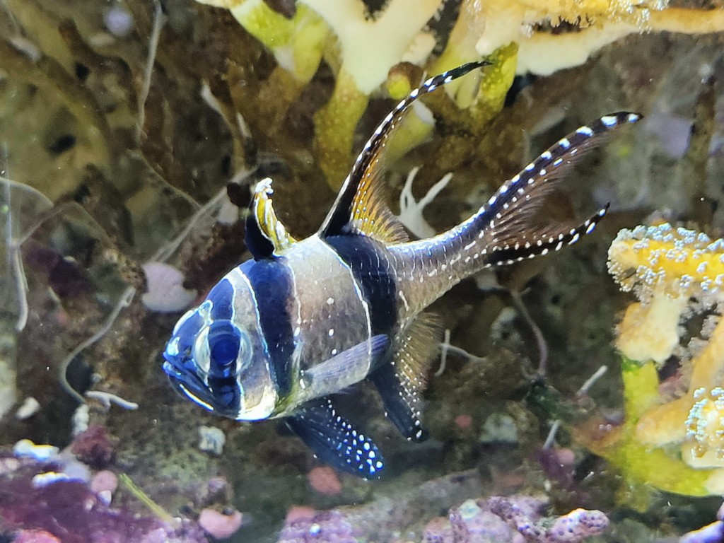 Foto: Acuario - O Grove (Pontevedra), España