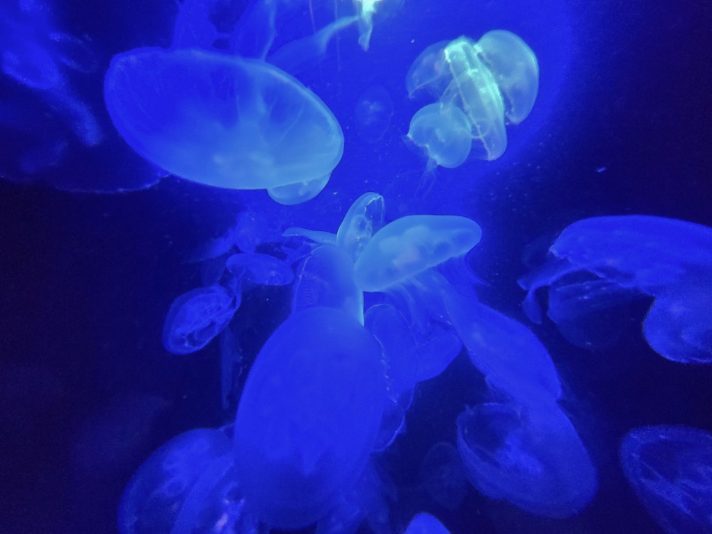 Foto: Acuario - O Grove (Pontevedra), España