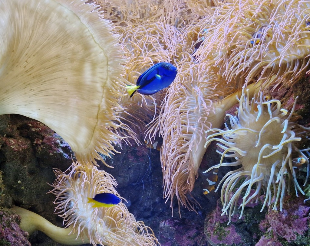 Foto: Acuario - O Grove (Pontevedra), España