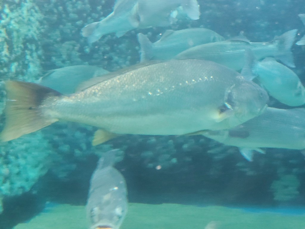 Foto: Acuario - O Grove (Pontevedra), España