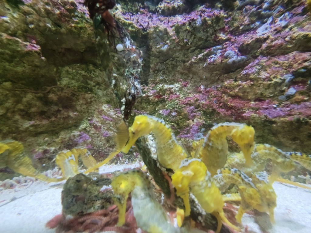 Foto: Acuario - O Grove (Pontevedra), España