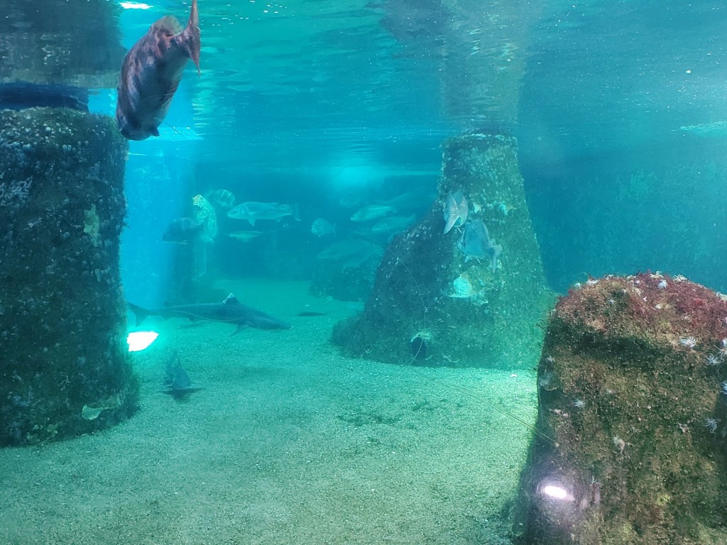 Foto: Acuario - O Grove (Pontevedra), España