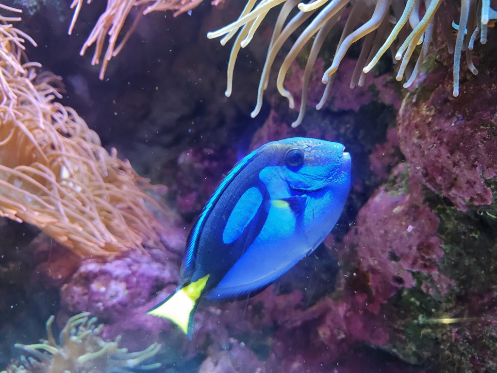 Foto: Acuario - O Grove (Pontevedra), España