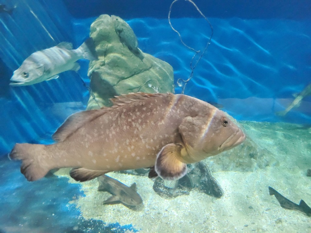 Foto: Acuario - O Grove (Pontevedra), España
