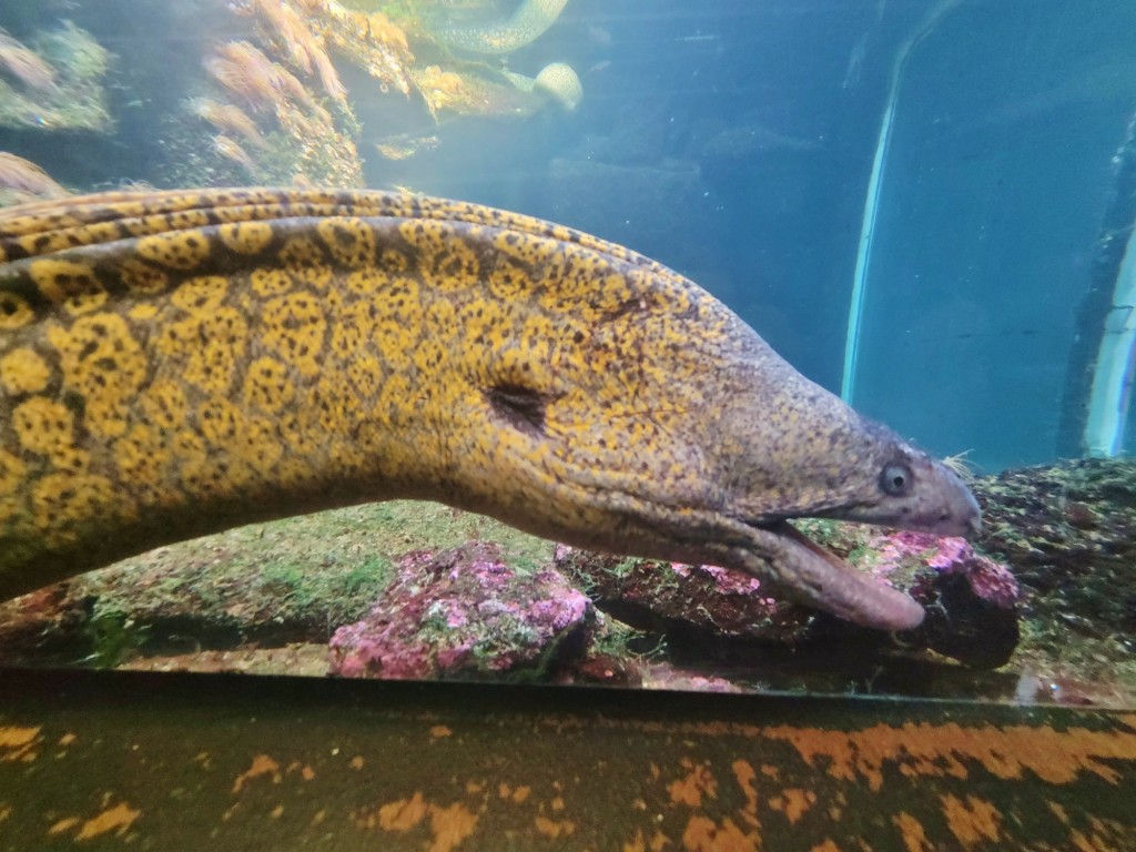 Foto: Acuario - O Grove (Pontevedra), España