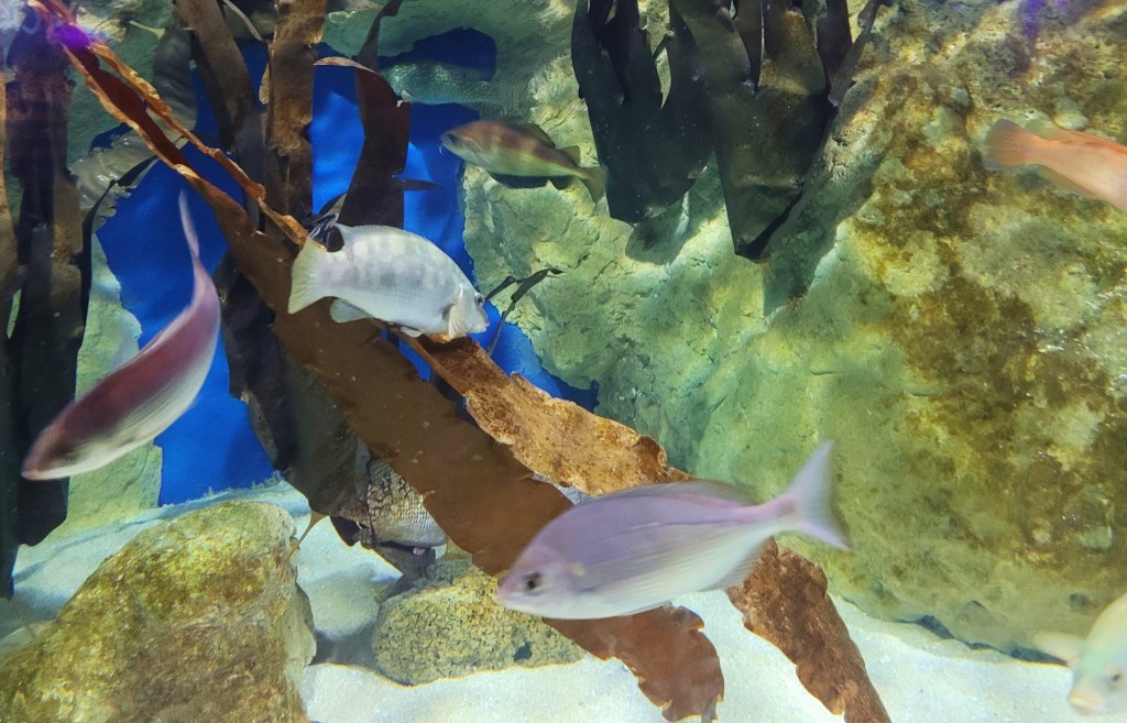 Foto: Acuario - O Grove (Pontevedra), España