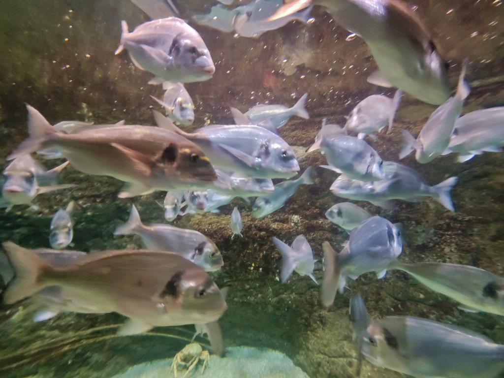 Foto: Acuario - O Grove (Pontevedra), España