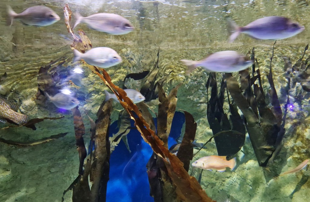 Foto: Acuario - O Grove (Pontevedra), España