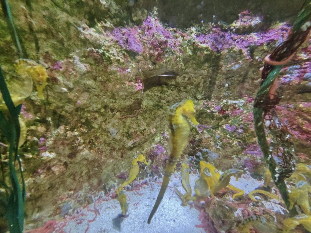 Foto: Acuario - O Grove (Pontevedra), España