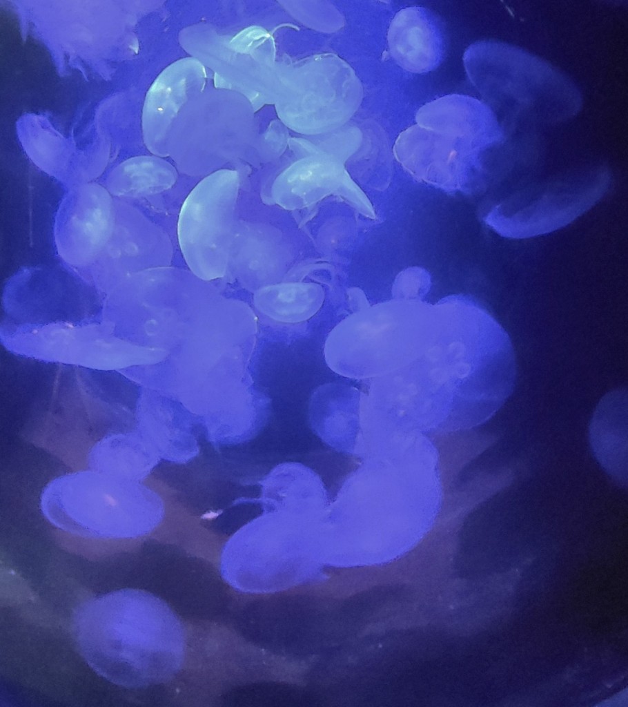 Foto: Acuario - O Grove (Pontevedra), España