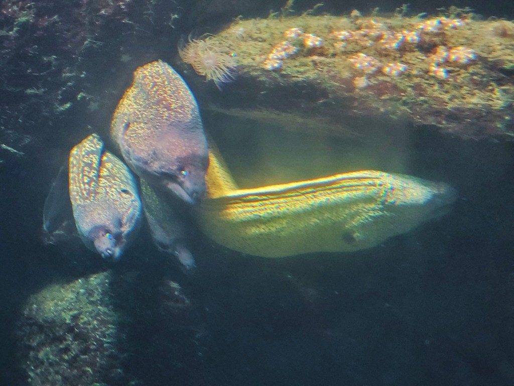 Foto: Acuario - O Grove (Pontevedra), España