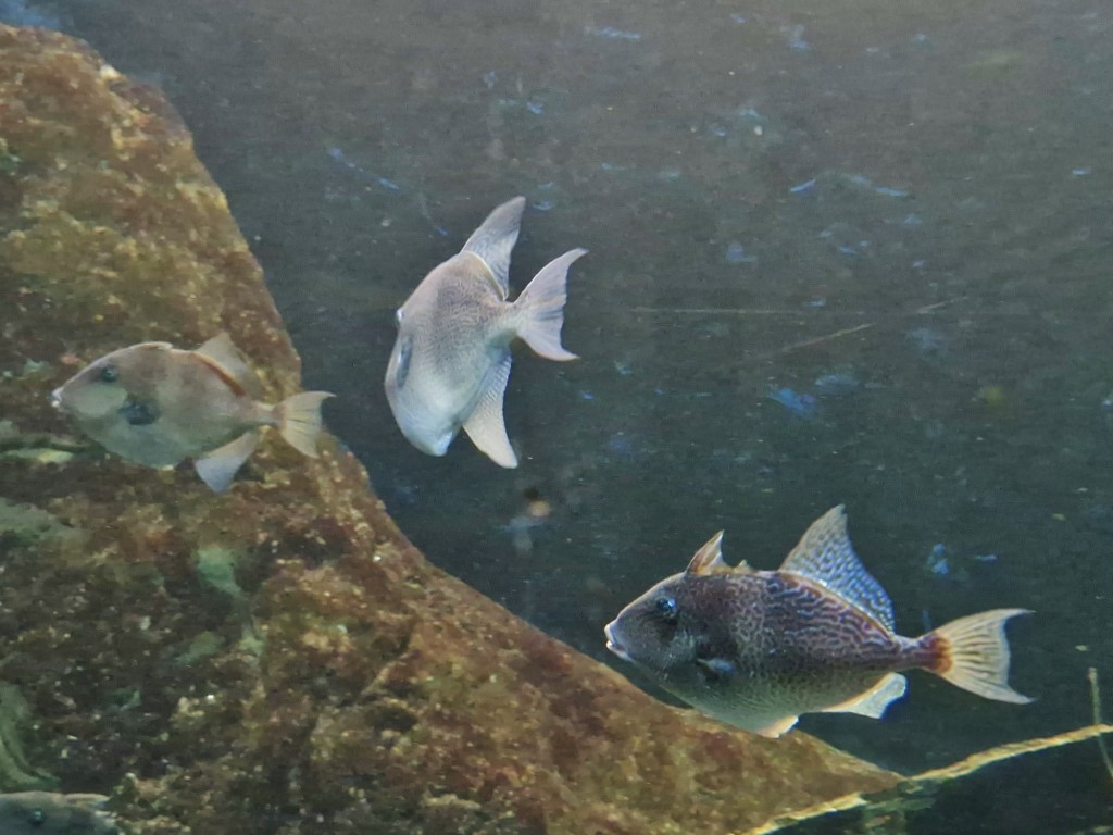 Foto: Acuario - O Grove (Pontevedra), España