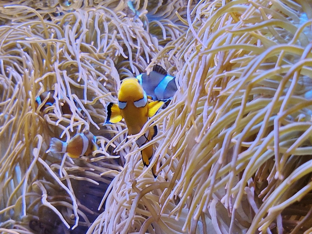Foto: Acuario - O Grove (Pontevedra), España