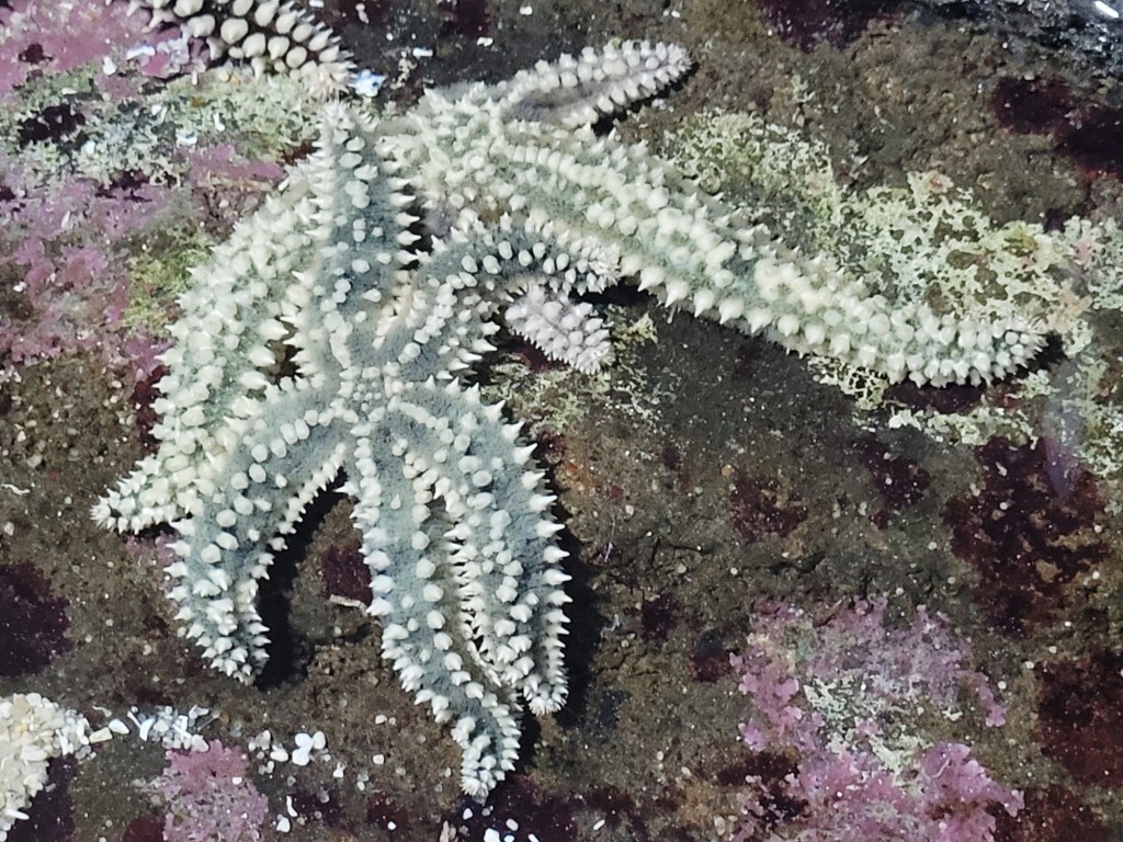 Foto: Acuario - O Grove (Pontevedra), España
