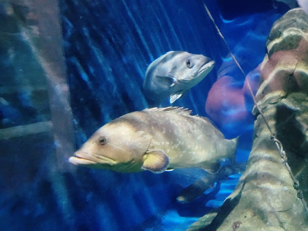Foto: Acuario - O Grove (Pontevedra), España