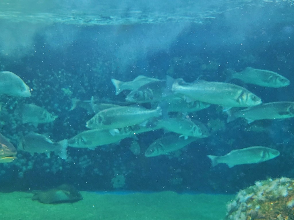 Foto: Acuario - O Grove (Pontevedra), España