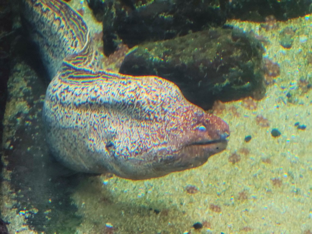Foto: Acuario - O Grove (Pontevedra), España
