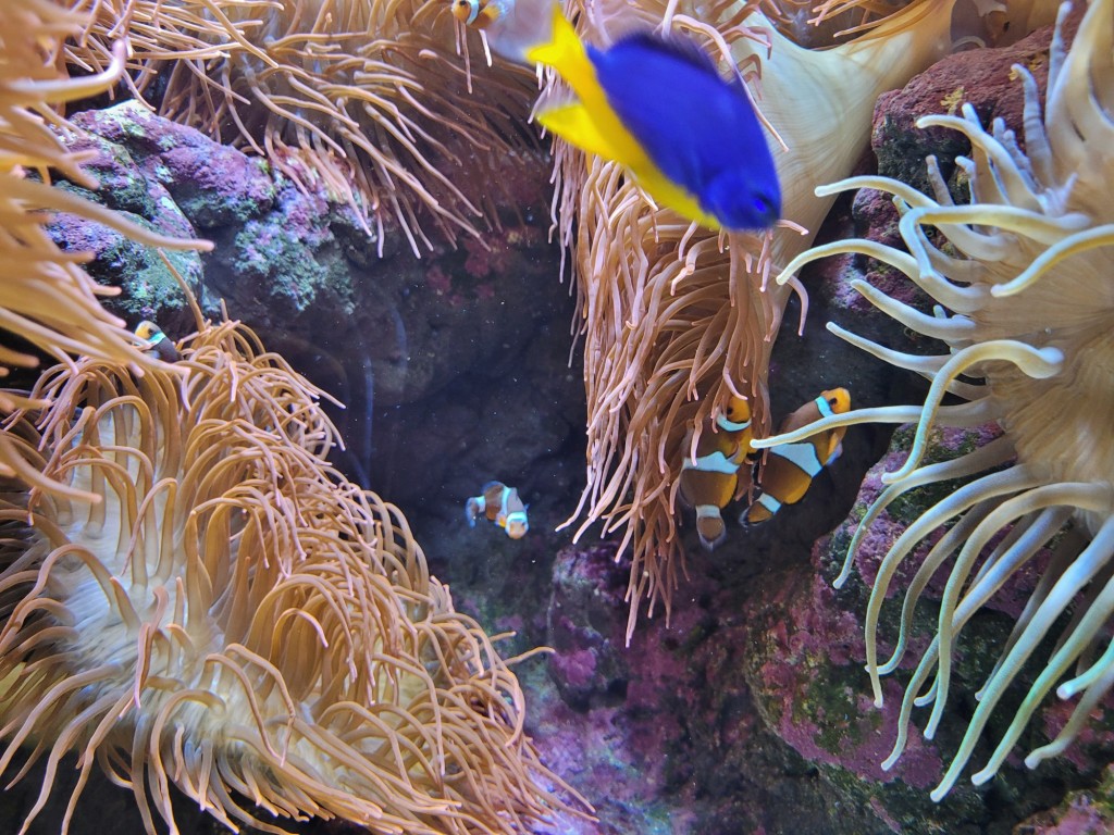 Foto: Acuario - O Grove (Pontevedra), España