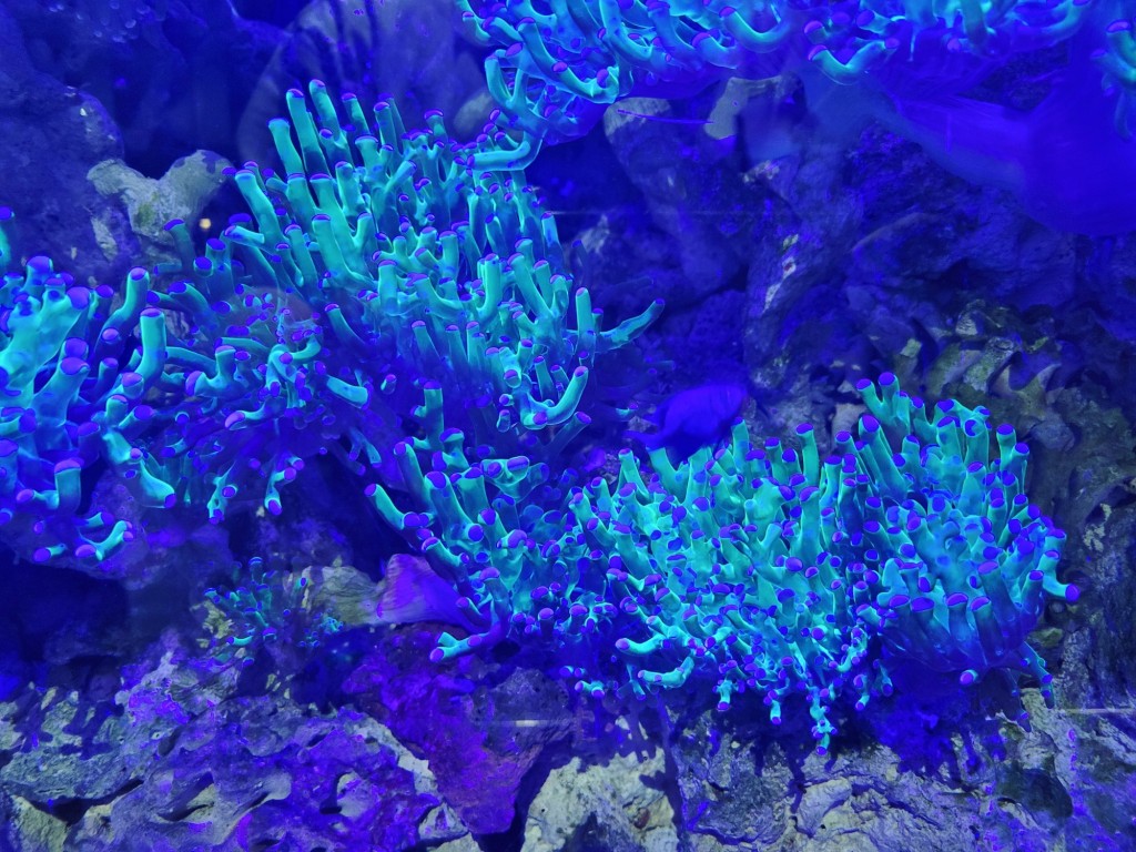 Foto: Acuario - O Grove (Pontevedra), España