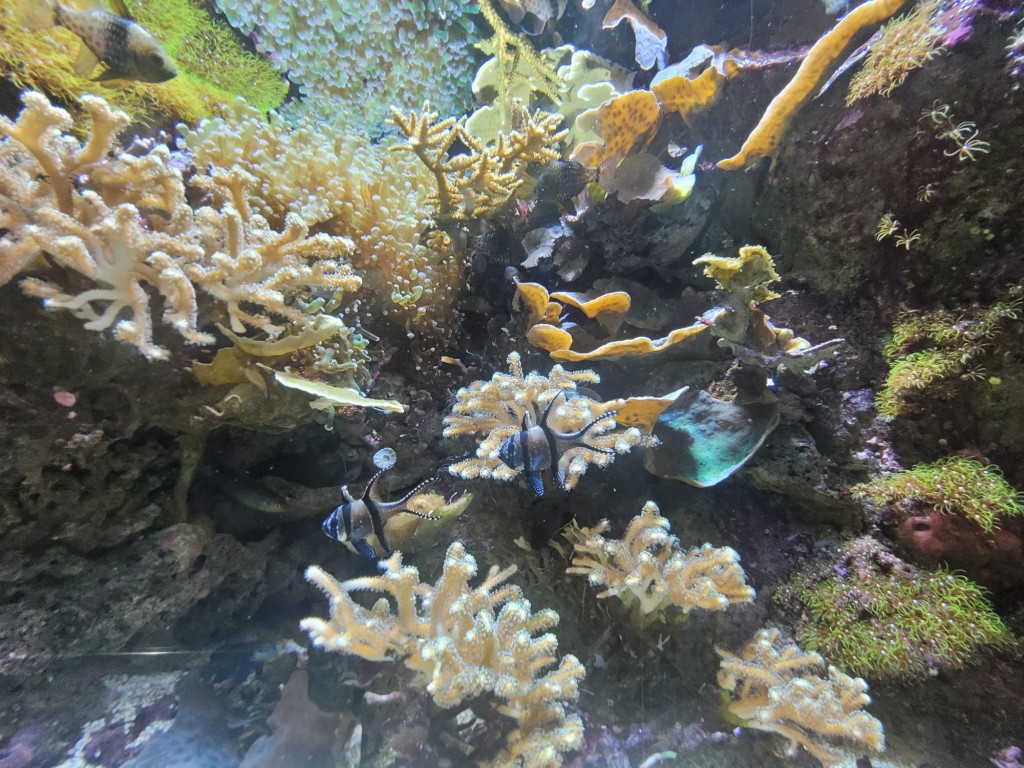 Foto: Acuario - O Grove (Pontevedra), España