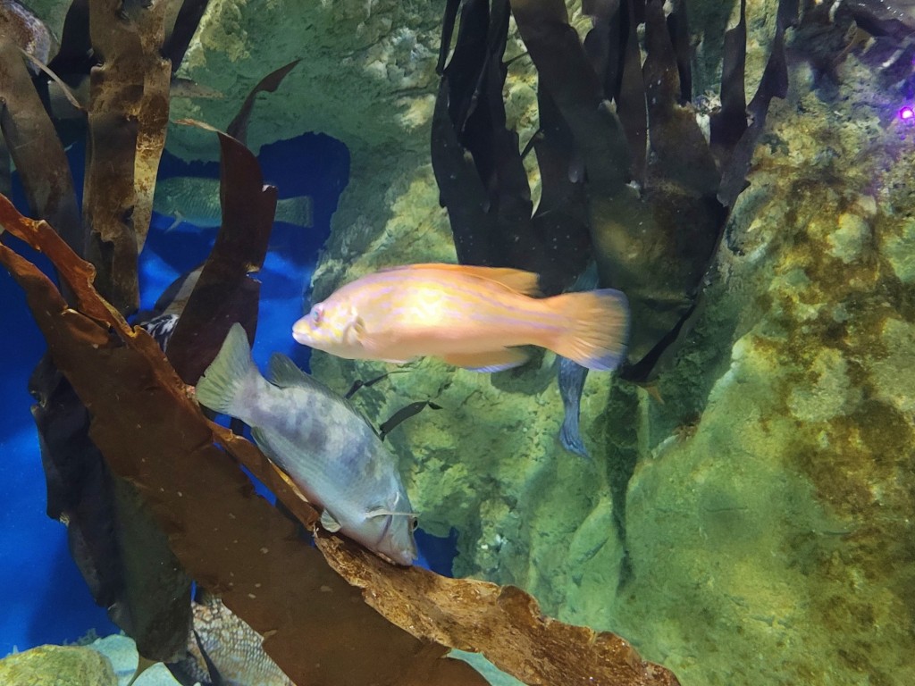 Foto: Acuario - O Grove (Pontevedra), España