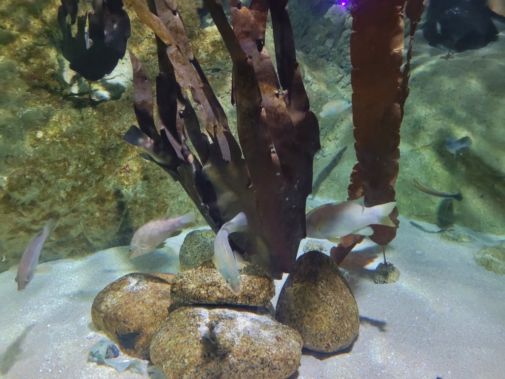 Foto: Acuario - O Grove (Pontevedra), España