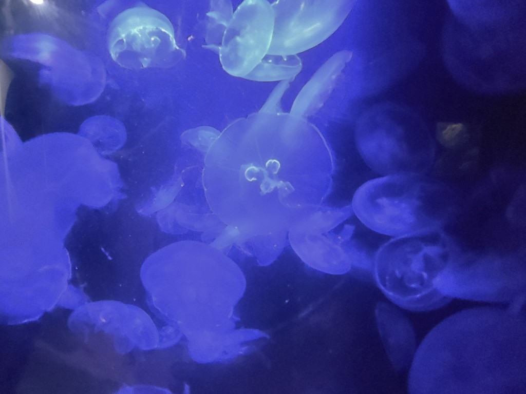 Foto: Acuario - O Grove (Pontevedra), España