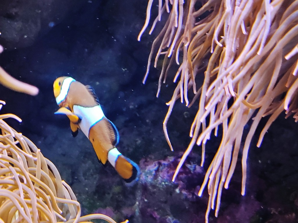 Foto: Acuario - O Grove (Pontevedra), España