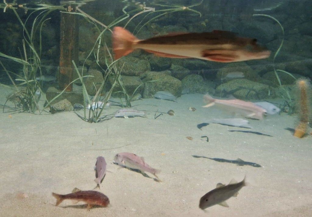 Foto: Acuario - O Grove (Pontevedra), España