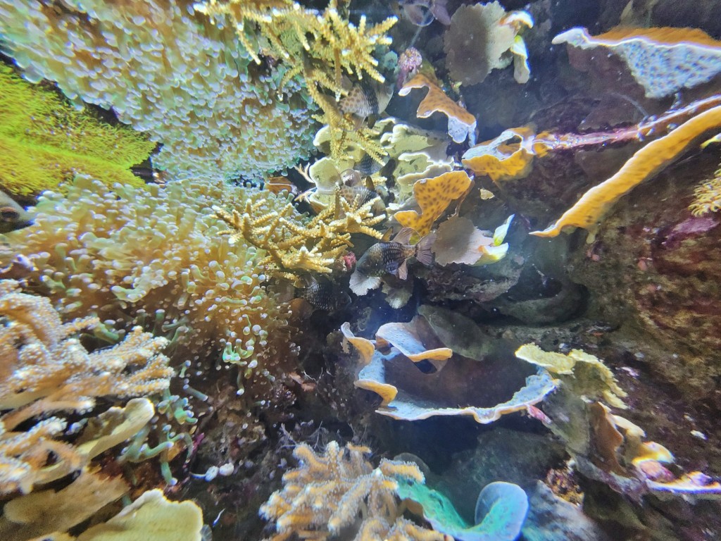 Foto: Acuario - O Grove (Pontevedra), España