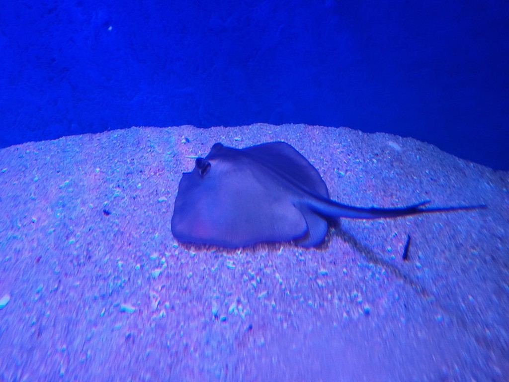 Foto: Acuario - O Grove (Pontevedra), España