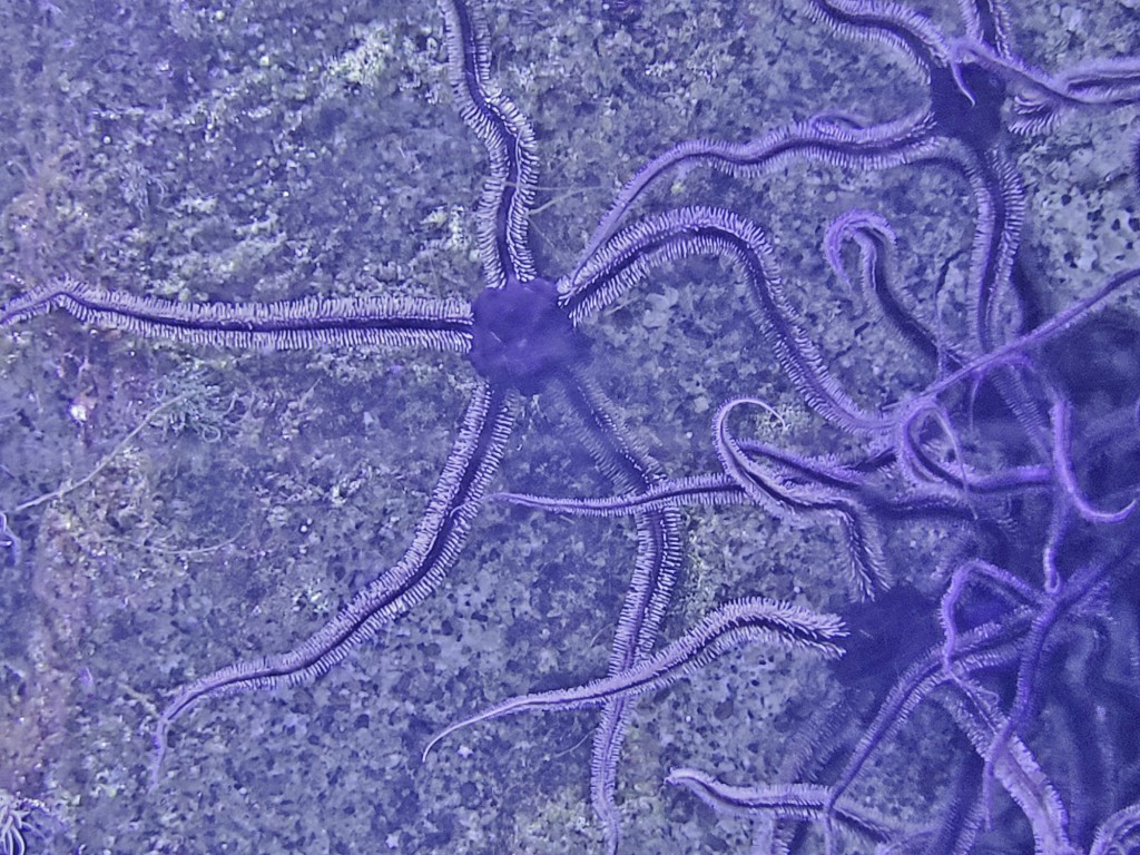 Foto: Acuario - O Grove (Pontevedra), España