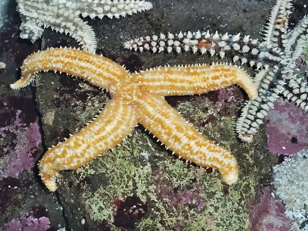 Foto: Acuario - O Grove (Pontevedra), España