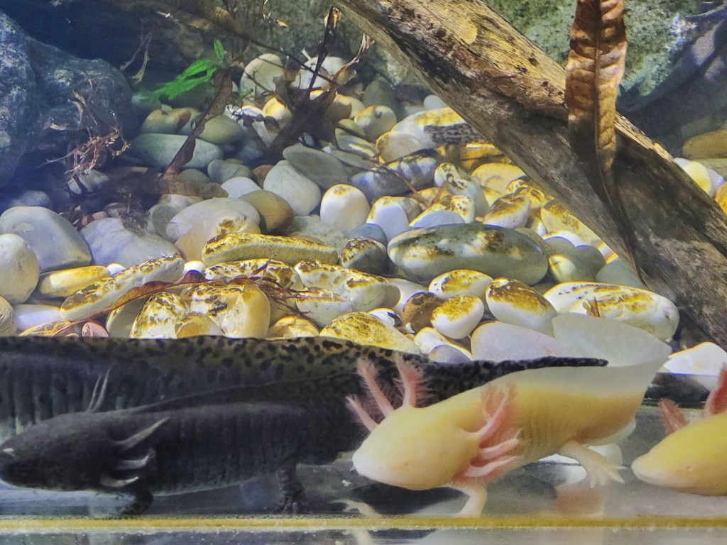 Foto: Acuario - O Grove (Pontevedra), España