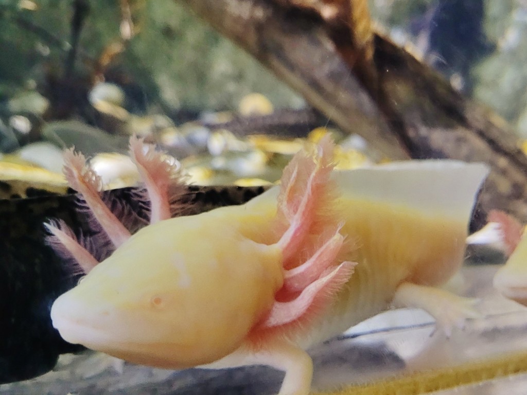 Foto: Acuario - O Grove (Pontevedra), España
