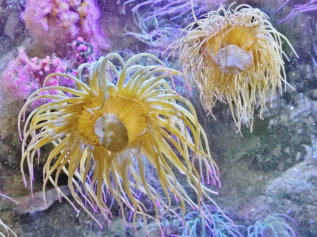 Foto: Acuario - O Grove (Pontevedra), España