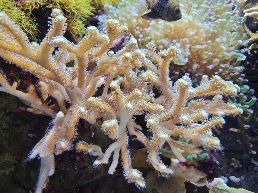 Foto: Acuario - O Grove (Pontevedra), España