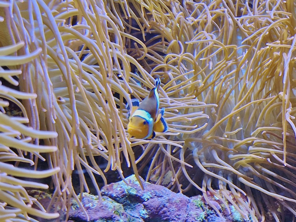 Foto: Acuario - O Grove (Pontevedra), España