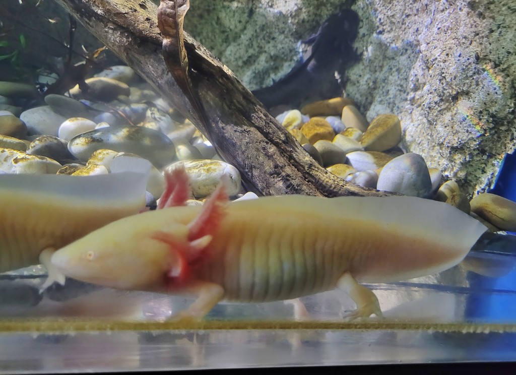 Foto: Acuario - O Grove (Pontevedra), España
