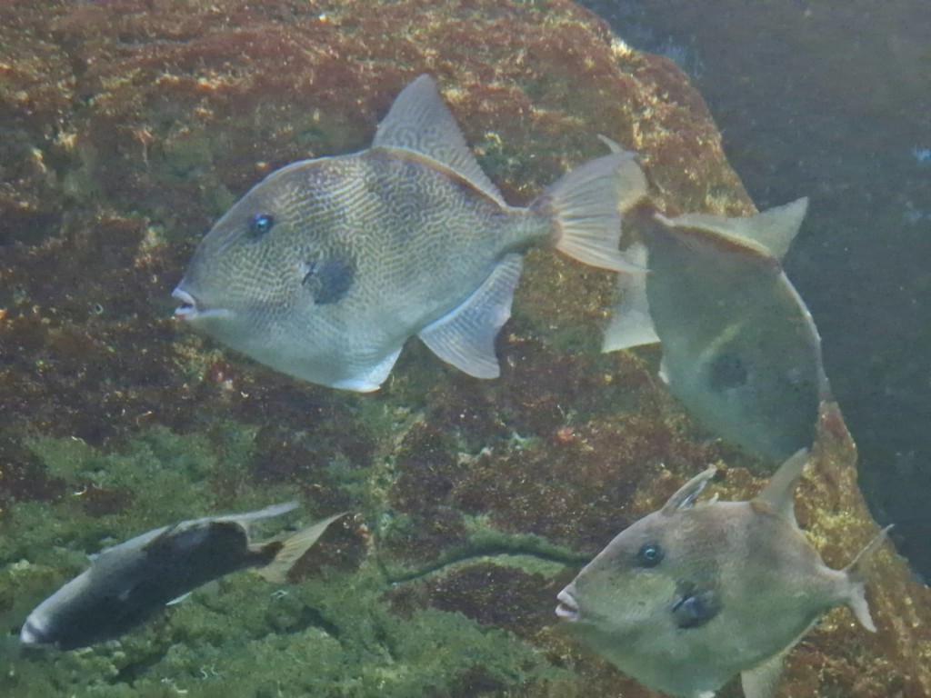 Foto: Acuario - O Grove (Pontevedra), España