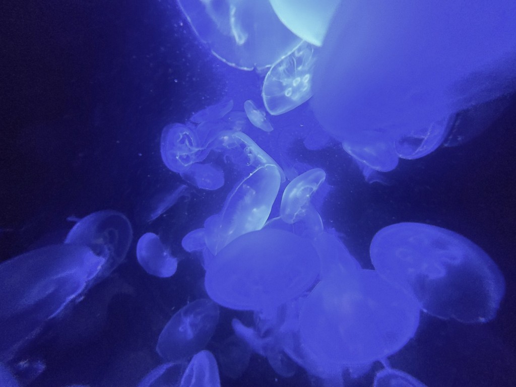 Foto: Acuario - O Grove (Pontevedra), España