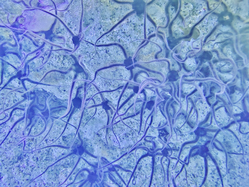 Foto: Acuario - O Grove (Pontevedra), España