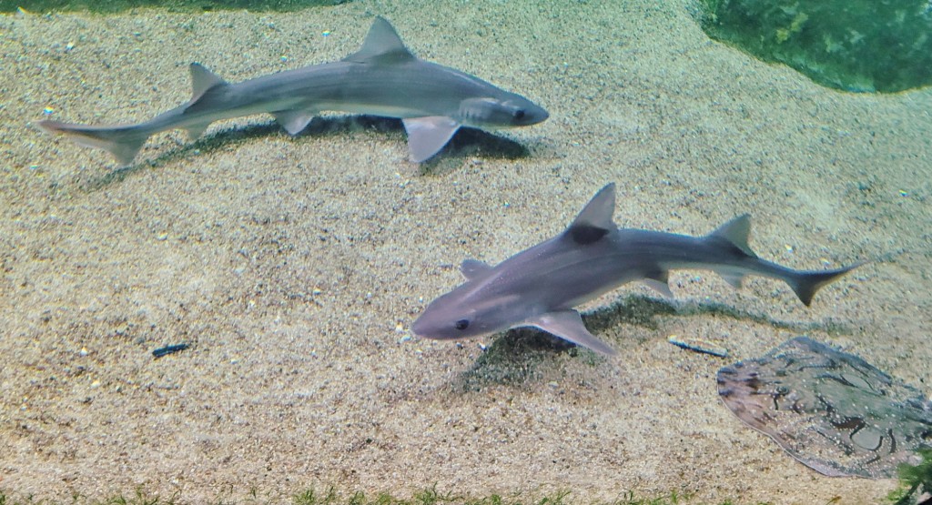 Foto: Acuario - O Grove (Pontevedra), España