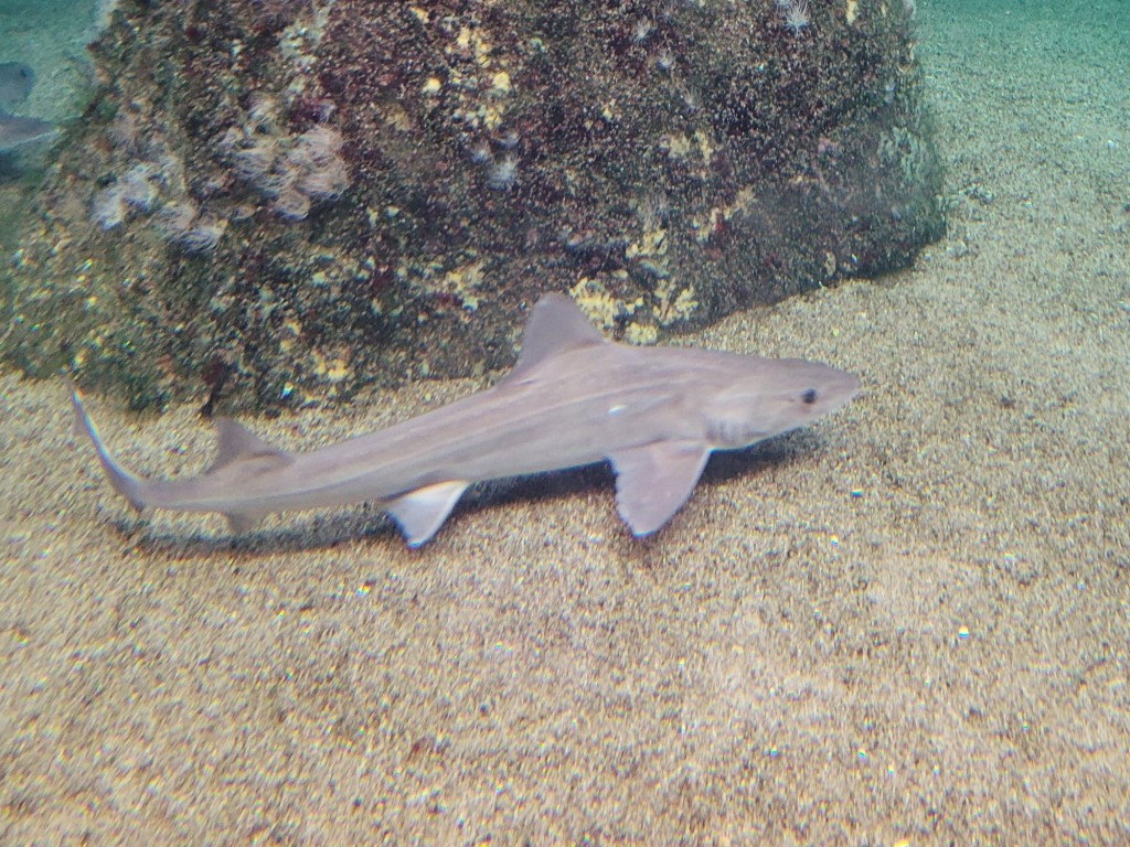 Foto: Acuario - O Grove (Pontevedra), España