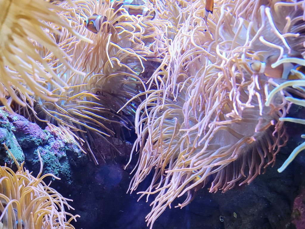 Foto: Acuario - O Grove (Pontevedra), España