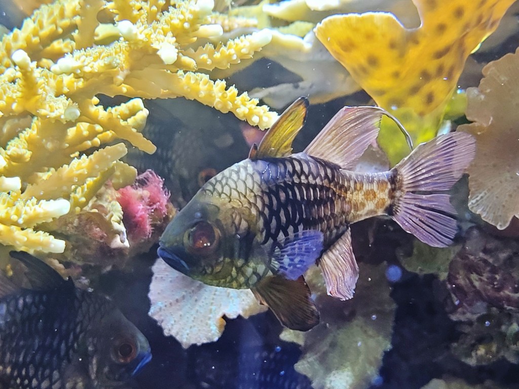 Foto: Acuario - O Grove (Pontevedra), España